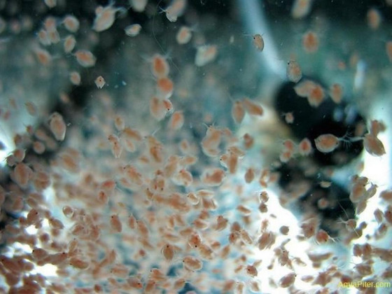 Живая культура Дафния корм для рыб (порция)