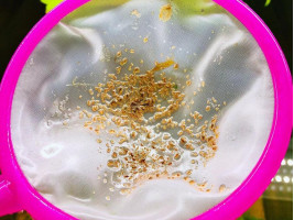 Живая культура Дафния корм для рыб (порция)