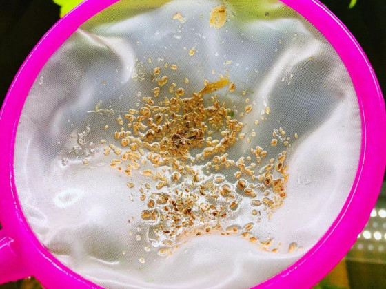 Живая культура Дафния корм для рыб (порция)