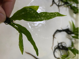 Папоротник Микросорум sp