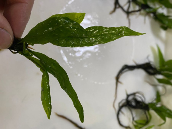 Папоротник Микросорум sp (Microsorum pteropus) - порция