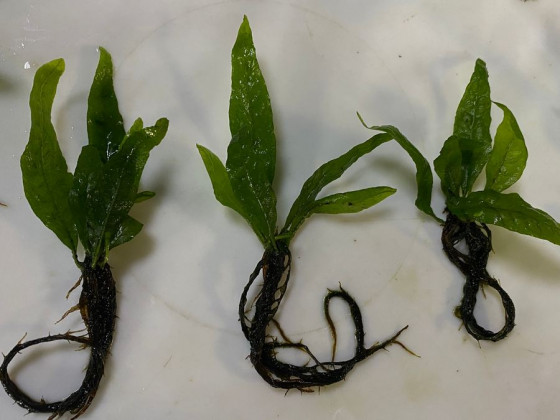 Папоротник Микросорум sp (Microsorum pteropus) - порция