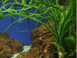 Кринум волнистый