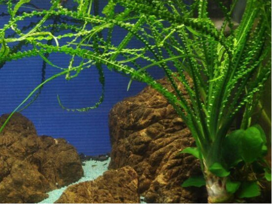 Кринум волнистый или кринум каламистратум - порция