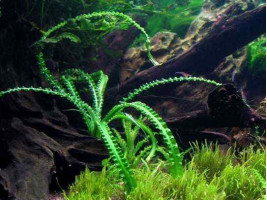 Кринум волнистый или кринум каламистратум - порция