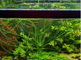 Кринум волнистый или кринум каламистратум - порция