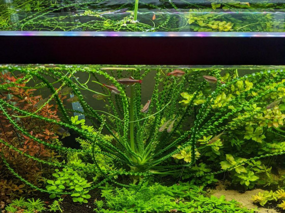 Кринум волнистый или кринум каламистратум - порция