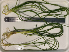 Кринум волнистый или кринум каламистратум - порция