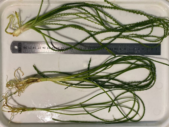 Кринум волнистый или кринум каламистратум - порция