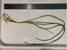 Кринум волнистый или кринум каламистратум - порция