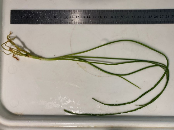 Кринум волнистый или кринум каламистратум - порция