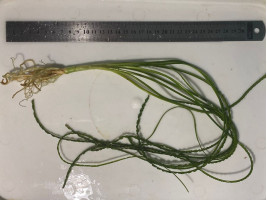 Кринум волнистый или кринум каламистратум - порция