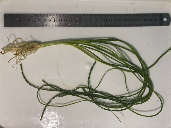 Кринум волнистый или кринум каламистратум - порция