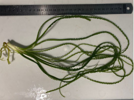 Кринум волнистый или кринум каламистратум - порция