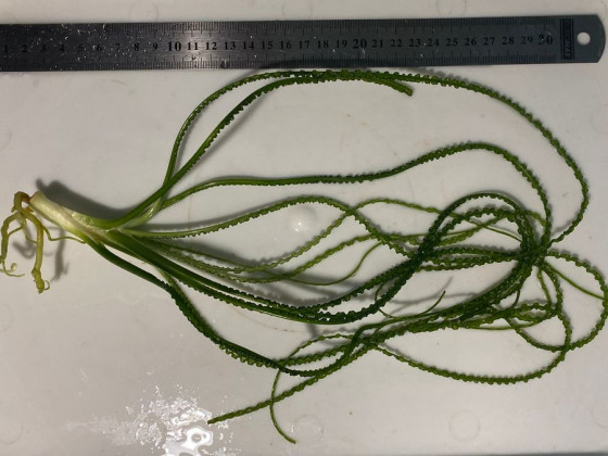 Кринум волнистый или кринум каламистратум - порция