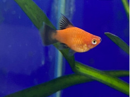 Пецилия флаговая черно красная дисковая