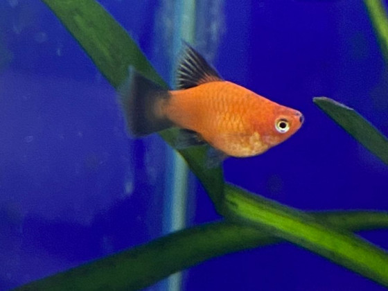 Пецилия флаговая черно красная дисковая