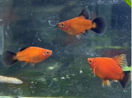 Пецилия флаговая черно красная дисковая