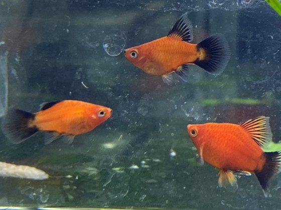 Пецилия флаговая черно красная дисковая