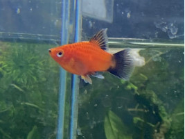 Пецилия флаговая черно красная дисковая