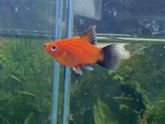 Пецилия флаговая черно красная дисковая