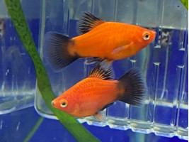 Пецилия флаговая черно красная дисковая