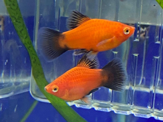 Пецилия флаговая черно красная дисковая