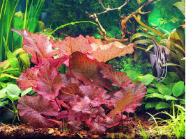 Нимфея тигровая красная