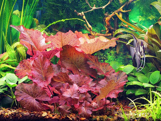 Нимфея тигровая красная