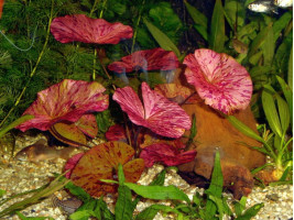 Нимфея тигровая красная