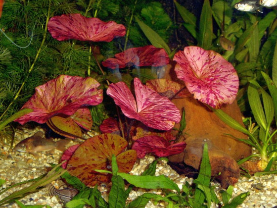 Нимфея тигровая красная