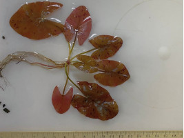 Нимфея тигровая красная