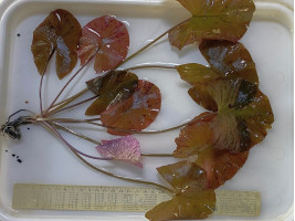 Нимфея тигровая красная