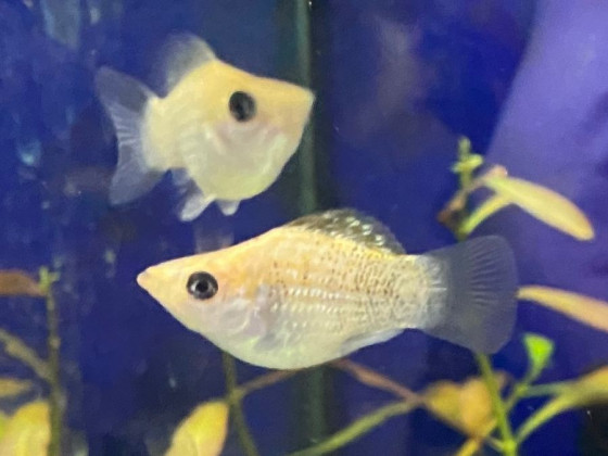 Моллинезия дисковая (баллон)