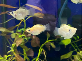 Моллинезия дисковая (баллон)