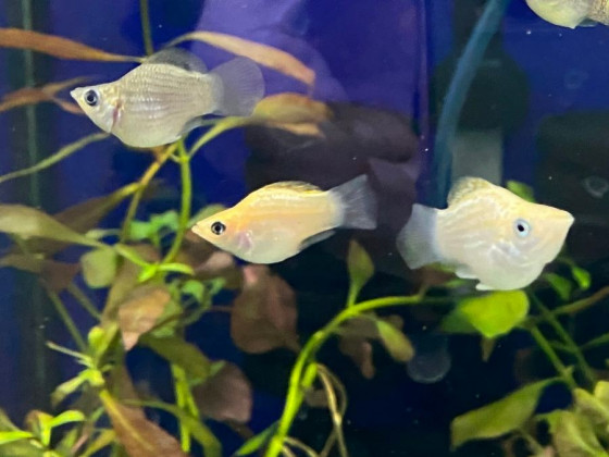 Моллинезия дисковая (баллон)