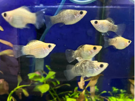 Моллинезия дисковая (баллон)