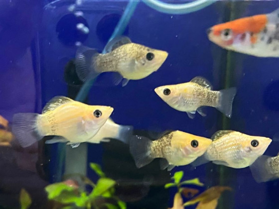 Моллинезия дисковая (баллон)