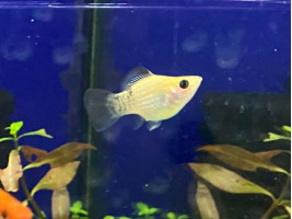 Моллинезия дисковая (баллон)