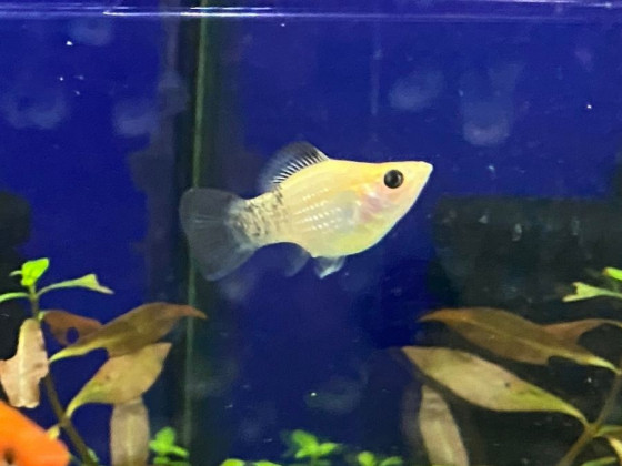 Моллинезия дисковая (баллон)