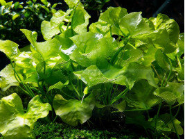 Нимфоидес Флипер