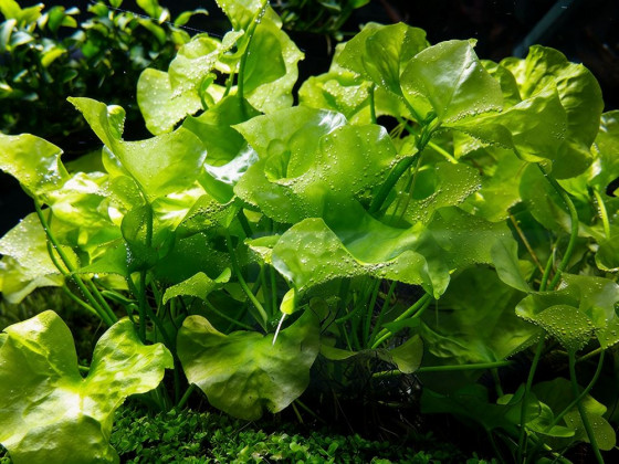 Нимфоидес Флипер