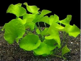 Нимфоидес Флипер