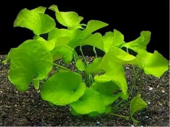 Нимфоидес Флипер