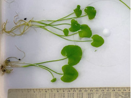 Нимфоидес Флипер