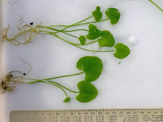 Нимфоидес Флипер