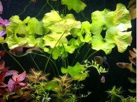 Нимфоидес Флипер