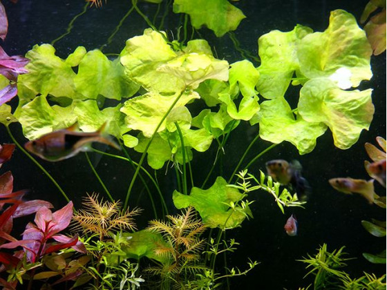 Нимфоидес Флипер