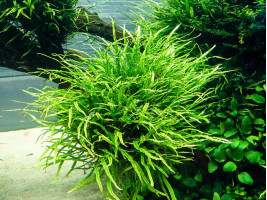 Папоротник Микросорум узколистный