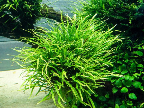 Папоротник Микросорум узколистный